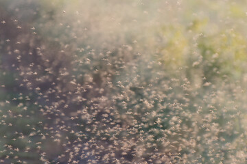 Background from swarm of mosquitoes and gnats in the air above the swamp. Chironomidae midge known...