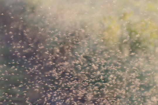 Background from swarm of mosquitoes and gnats in the air above the swamp. Chironomidae midge known as chironomids or non-biting midges