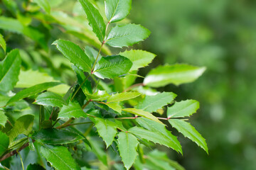 Green prickly leaves of european holly (Ilex aquifolium). Natural plant backgrounds. Dark green, glossy and spiky leaves. Plant active fend off nibble animals