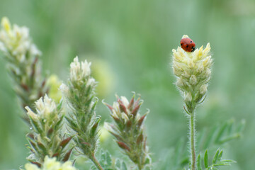 Astragalus (Astragalus) blooms in a spring meadow