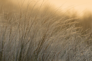 Feather grass or Needle Grass (Stipa) blooming in a steppe in spring. Wild meadow plants.