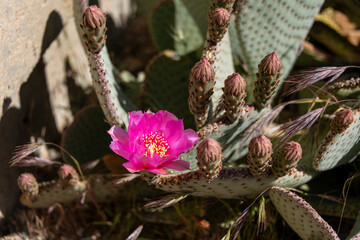 Purple Beavertail pricklypear (Opuntia basilaris Engelm)  cacti in bloom in Sonoran Desert