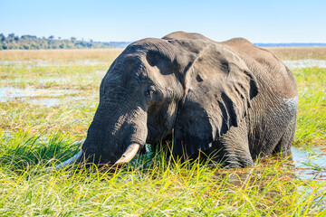 Elephant in the river