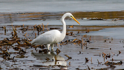 great blue heron in the water