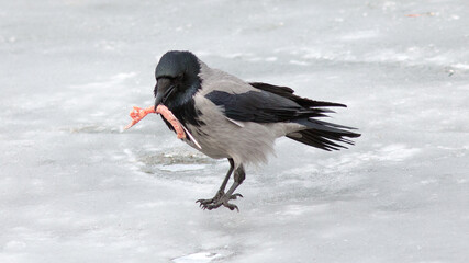 black winged stilt