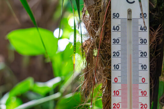 thermometer indicating exotic and tropical temperature ideal for plant development. temp 22 degrees celcius and high humidity. thermometer against the background of vegetation