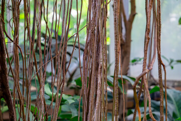 huge and long aerial roots of the monstera deliciosa plant. hanging aerial roots.