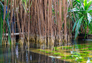 reeds in the water