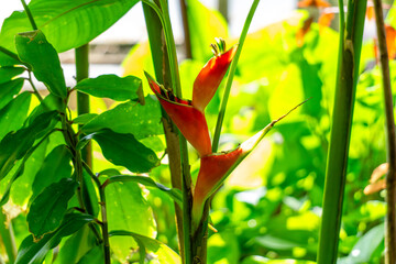 Heliconia stricta is a species of flowering plant in the family Heliconiaceae. It occurs naturally...