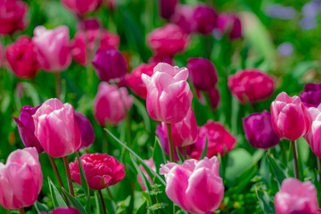 Fototapeta premium Flowers background. Spring blossom concept. Tulip flowers. Design for Valentines Day, Easter. Spring banner.