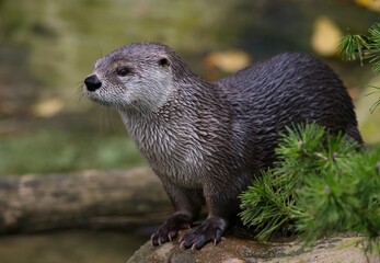 Fototapeta premium looking otter