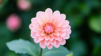Closeup of blooming flower with warm sunset colors