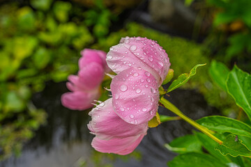 Pivoine