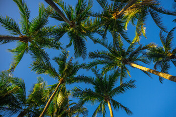 Tropical palm background. Tropical landscape. Summer coast view. Green palm tree on blue sky. Tropical paradise. Palms wallpaper. Palm landscape. Tropics palm tree texture. Summer palms trees.