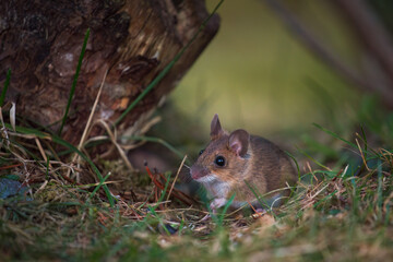 a yellow-necked mouse, apodemus flavicollis, at a spring evening in the garden