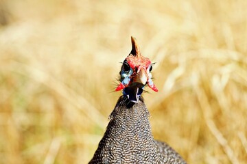 Nahaufnahme Perlhuhn