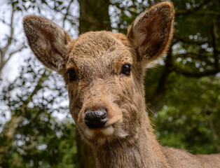 A curious sika deer, native to East Asia, stares directly at the camera. These deer freely roam Nara Park, a historic site in Japan, known for their tame nature and interactions with humans.