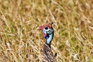 Nahaufnahme Perlhuhn