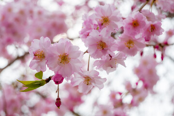 Soft pink sakura blooms, a symbol of renewal, grace a tree branch. These flowers mark springs arrival and celebrate the ephemeral beauty cherished for centuries.