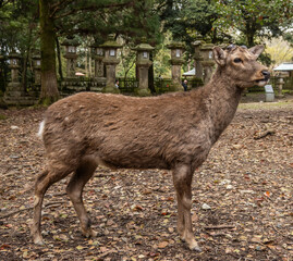 A young Sika deer poses in Nara Park, home to stone lanterns donated to Kasuga Taisha Shrine for centuries. Deer are considered sacred messengers of the gods here.