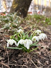 White snowdrop flowers among green leaves macro growing in a flower bed in the garden in early spring as a catalog concept of an online flower shop or ornamental plant nursery