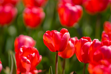 Fototapeta premium Red Tulip flower in tulip field at spring day. Colorful vivid pink tulips in the park. Spring landscape. Red tulip garden in spring. The Tulip. Beautiful bouquet of tulips in spring nature. Close up