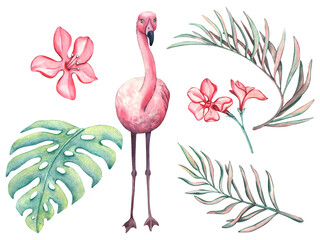 Set isolated of pink flamingo, pink flowers and palm leaves. Watercolor illustration of Tropical leaves and bird. Images wildlife-themed for designs invitation and card in a tropical style, package