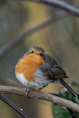 European robin (Erithacus rubecula) on a tree branch.