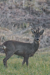 Roe deer (Capreolus capreolus), also known as the roe, western roe deer,[3][4] or European roe.