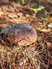 mushrooms in the grass
