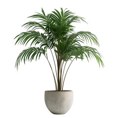 Obraz premium Lush green palm plant in a simple grey pot a serene indoor scene