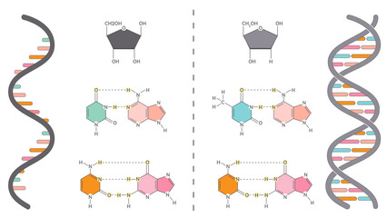 DNA versus RNA genomic components transparent background