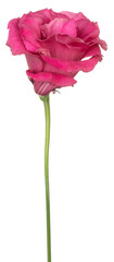 eustoma flower isolated