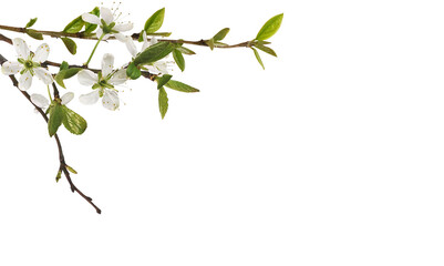 First twigs with small  green leaves and flowers in a spring corner arrangement isolated on white