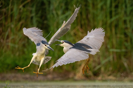 Black-crowned Night Heron (Nycticorax nycticorax). Two herons engage in aerial conflict mid-flight. Dense reeds frame the scene. Dramatic interaction frozen in sharp detail.