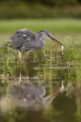 Grey Heron (Ardea cinerea). Ardeidae Pulling a small fish from dense vegetation. Green wetland teeming with aquatic life. Gentle rain and fine details enhance realism.