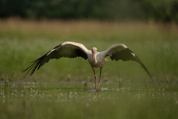 White Stork (Ciconia ciconia). Ciconiidae Spreading wings wide while standing still. Shallow wetland with blurred foreground greenery. Graceful stance captured in soft directional light.