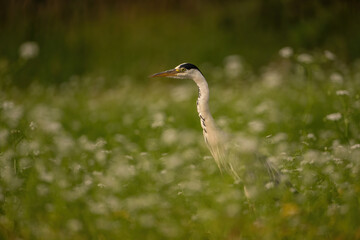 Grey Heron (Ardea cinerea). Ardeidae Standing upright among wildflowers while watching alertly. Flower-dotted meadow in soft focus. Quiet elegance and strong contrast make it visually poetic.