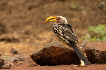 Southern Yellow-billed Hornbill (Tockus leucomelas). Perched on a rock in dry terrain. The arid landscape provides a natural backdrop.