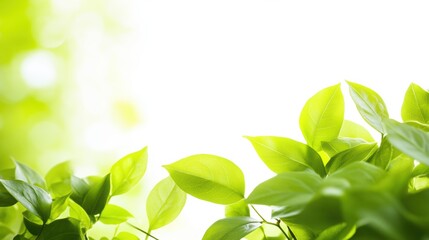 明るい日差しの中に輝く緑豊かな葉がある自然の風景