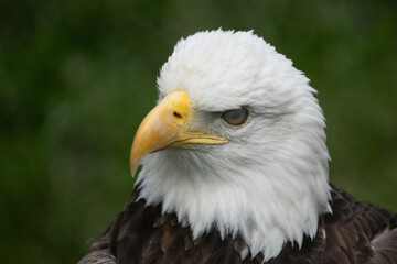 American bald eagle