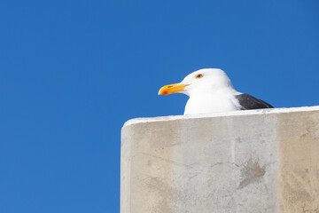 Seagull on a concrete pillar, head close-up
