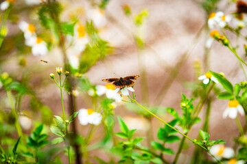 Wings of Elegance In the flower