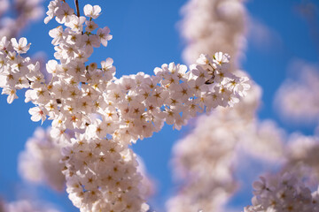 Branches of blossoming cherry on blue sky background. Spring photo of blossom spring nature. White flowers the fruit tree. Cherry blossoms white flowers against a blue sky.