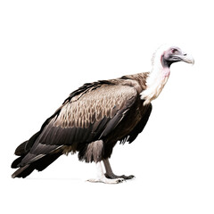 Obraz premium vulture bird isolated on transparent background