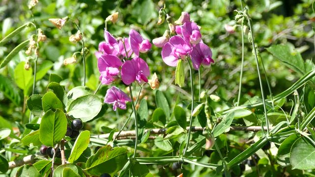 Common brimstone butterfly (Gonepteryx rhamni) moving around on a pink flower in Zurich, Switzerland
