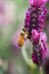 Ape su fiore di lavanda