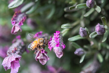 Ape su fiore di lavanda