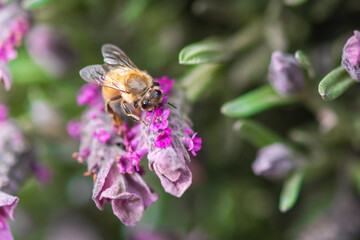 Ape su fiore di lavanda