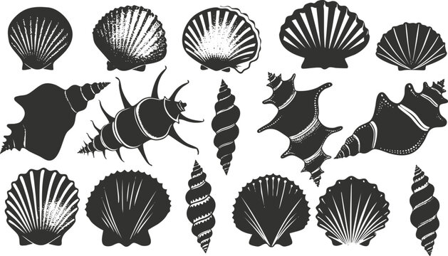 Black and white illustration of various seashell silhouettes.